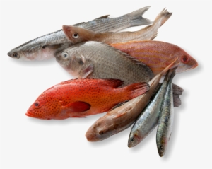 Types Of Fishes For Eating