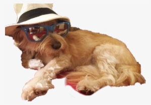 Doggo Cool Doge Snazzy Dog Pet Meme Memes Shady Shades - Doge