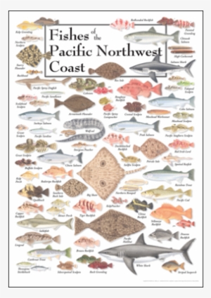 Fishes Of The Pacific Northwest Coast Poster - Northwest Pacific Coast Fish