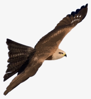 Hybrid Kite - Wiki