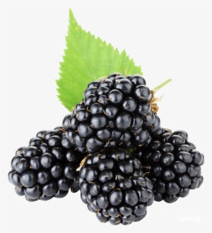 Best Free Blackberry Png Clipart - Blackberry Fruit Png