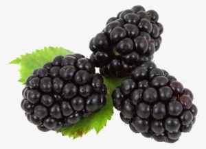 Blackberry Png Image - Blackberry Fruit