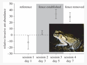 Effects Of Native Toad Exclosure On Invasive Yellow - Yellow Crazy Ant