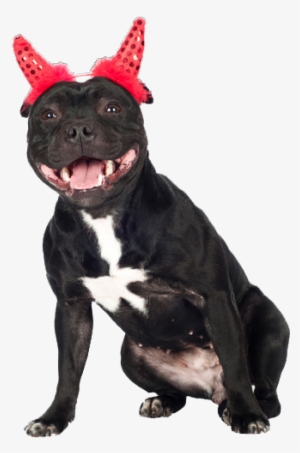 Wellcome To Luckystaff - Staffordshire Bull Terrier
