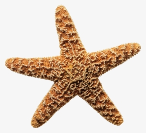 Sea Star Png Download Image - Star Fish On A Shore