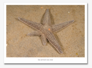 Every Once In Awhile, I See A Confused Sea Star - Sea Star Growing Arm