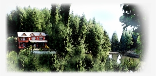 Banner-pic0 - Shortleaf Black Spruce