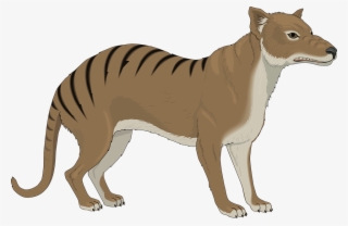 Tasmanian Tiger Png - Tasmanian Tiger Clipart Png