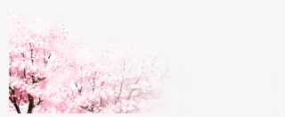Cherry Blossoms Tree - Cherry Blossom