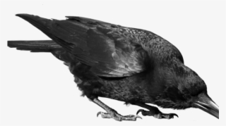 crow png transparent images - transparent crow png