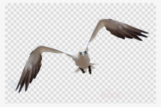 Bird Flying Png For Photoshop Clipart Bird Gulls Clip - Black Check Decorative File Folders, Letter, 3 Tab