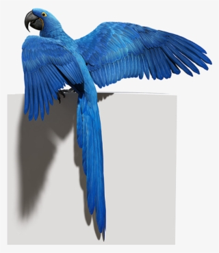 Blue Parrot Png Photo - 藍 色 金剛 鸚鵡