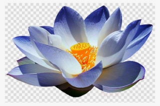 Blue Lotus Flower Png Clipart Sacred Lotus Egyptian - Sacred Lotus
