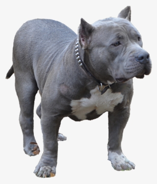 Blue Bully Pitbull - American Bully Dog Png
