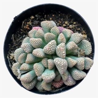 Luckhoffii - Hedgehog Cactus