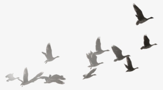 Goose Transparent Flock Dove - Flying Swans Png