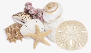 Creating Beautiful Splashes Since - Seashell