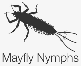 Mayfly-nymphs - Net-winged Insects