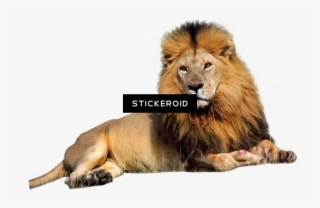 Male Lion