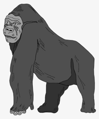 Gorilla - Gorilla Clipart Transparent Background