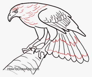 Drawing Eagles Fire Png Free - Draw A Eagle Easy