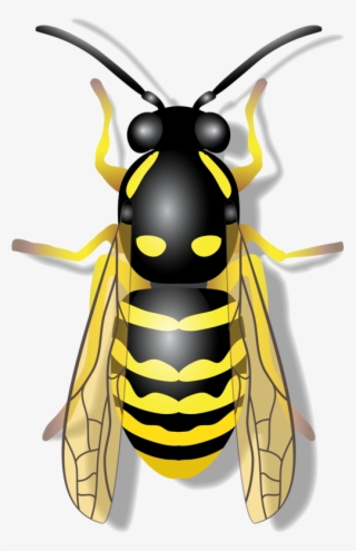 Flying Insects, Bugs And Insects, Bee Design, Bee Decorations, - Abeille Png