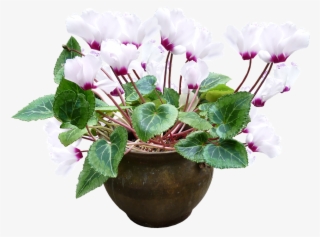 Cyclamen, White, Pot, Plant - Cyclamen Png