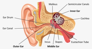 Ear Anatomy Labeled - Ear Internal
