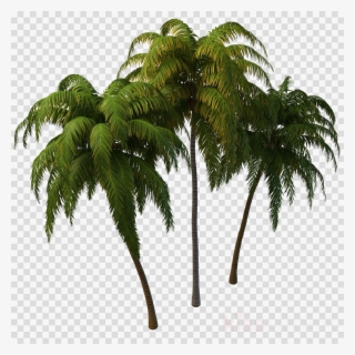 Download Tree Png Hd Clipart Clip Art Tree Coconut - Coconut Tree Png