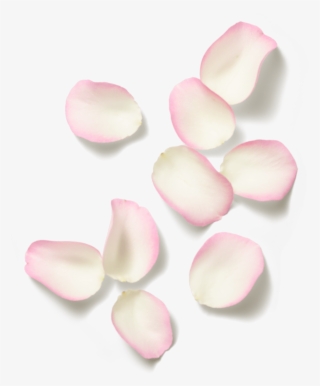 Images - Ivory