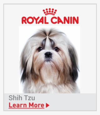 Royal Canin Breed Specific Shih Tzu Food - Shih Tzu Dogs Teeth