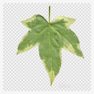 Ivy Leaf Clipart Common Ivy Leaf Clip Art - Ivy Leaf Png