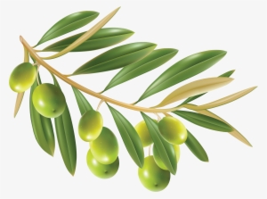 Olive Png - Olive Leaf