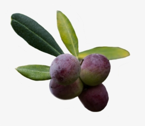 Extra Virgin Olive Oil Contains Anti-inflammatory Substances - Purple Olive Png