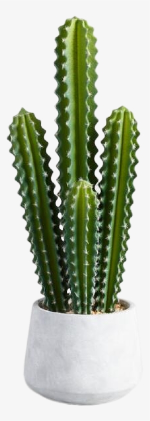 Potted Cactus Png