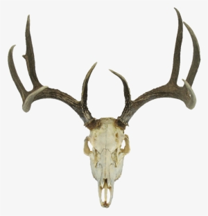 Deer Skull Png - Deer Head Skull Png