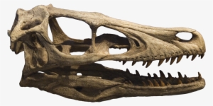 Velociraptor Skull Crâne 2 - Velociraptor Skull