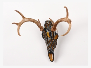 yellowstone whitetail deer animal skull - antelope