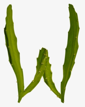 Have Fun With Plant Typography - Weberocereus