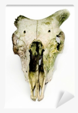 Old Animal Skull With Broken Horns Against White Background - Broken Horn Skull