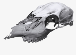 Animal Skull Scan - Skull