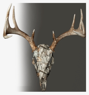 True Rutt - Buck - Skull - European Deer Mount