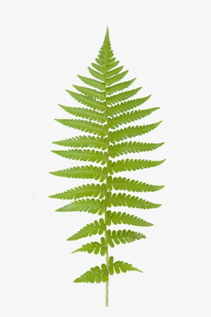 Paramecij's Vegetation Base Texture Pack - Fern Leaves Transparent Background