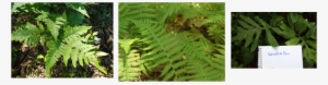Medicinal Uses Of Ferns By Native Americans - Ostrich Fern