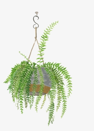 Bostonfern - Portable Network Graphics