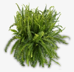 10in Kimberly Queen Fern 900×900 - Plants From Top Png