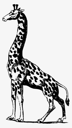 Vector Royalty Free Stock Africa Clipart African Giraffe - Giraffe