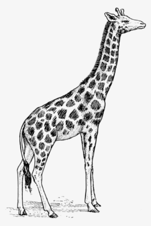 Giraffe - Giraffe Drawing