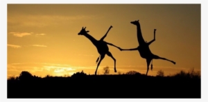 Report Abuse - Giraffes Dancing In Sunset