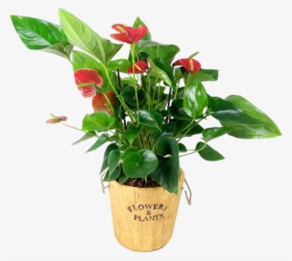 עציץ אנטוריום 149 - Flowerpot